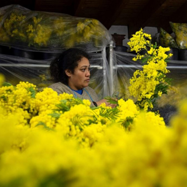 Prodavačica mimoza u sjevernoj Italiji (ilustracija)