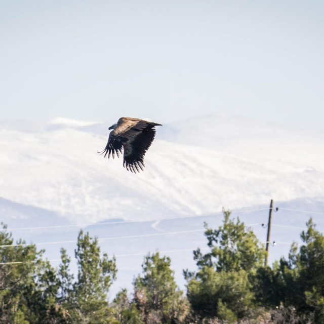 Bjeloglavi sup, ilustracija