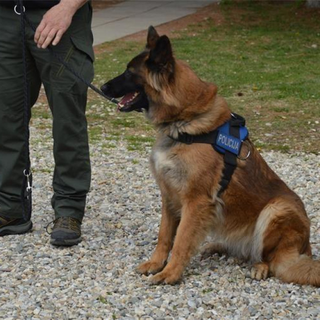Policajac s belgijskom ovčarkom Lokom