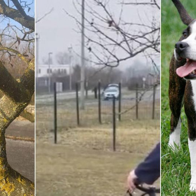 Grana drveta na koju vlasnik vješa psa; isječak iz videa koji je snimila čitateljica i staford (ilustracija)