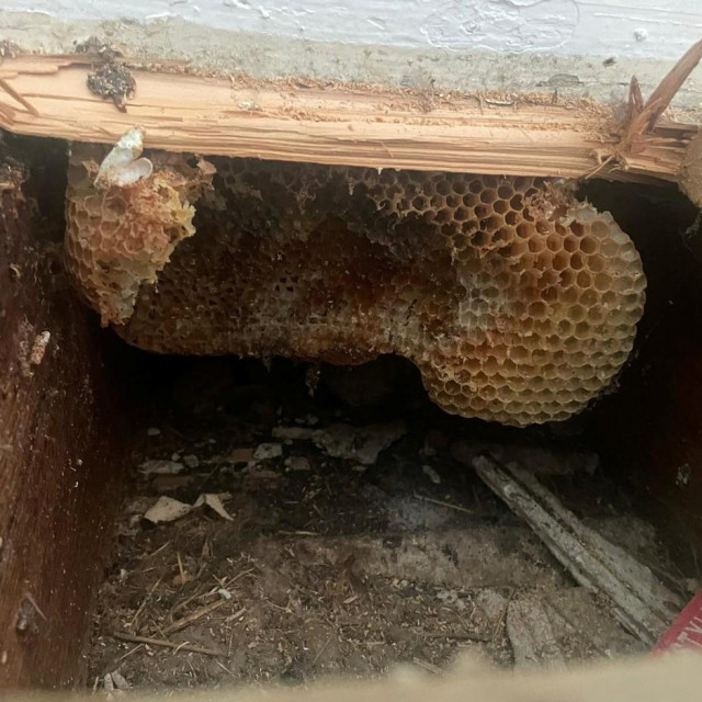 Ovakve su prizore zatekli ispod podnih dasaka