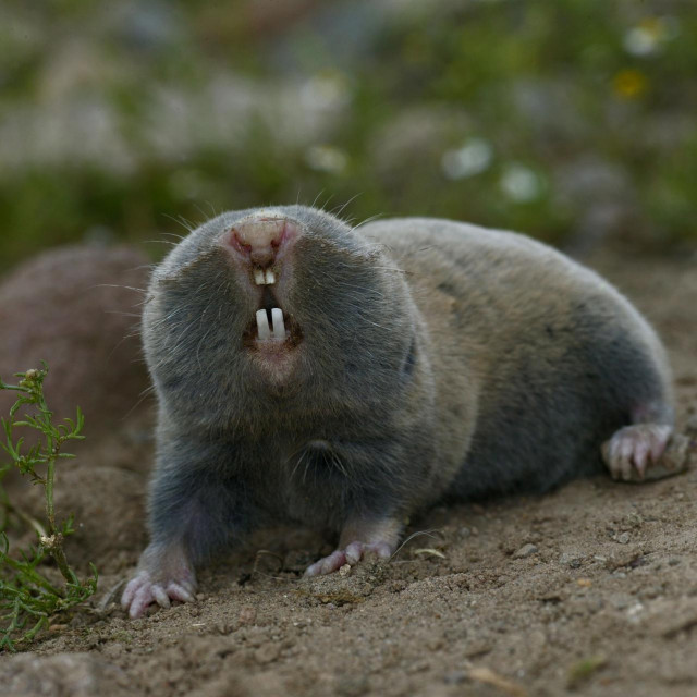 Slijepo kuče, ilustracija