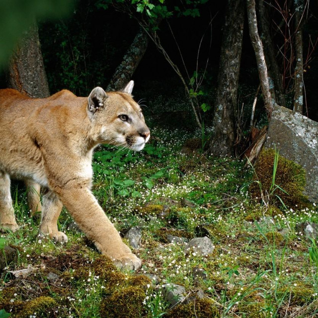 Puma, ilustracija