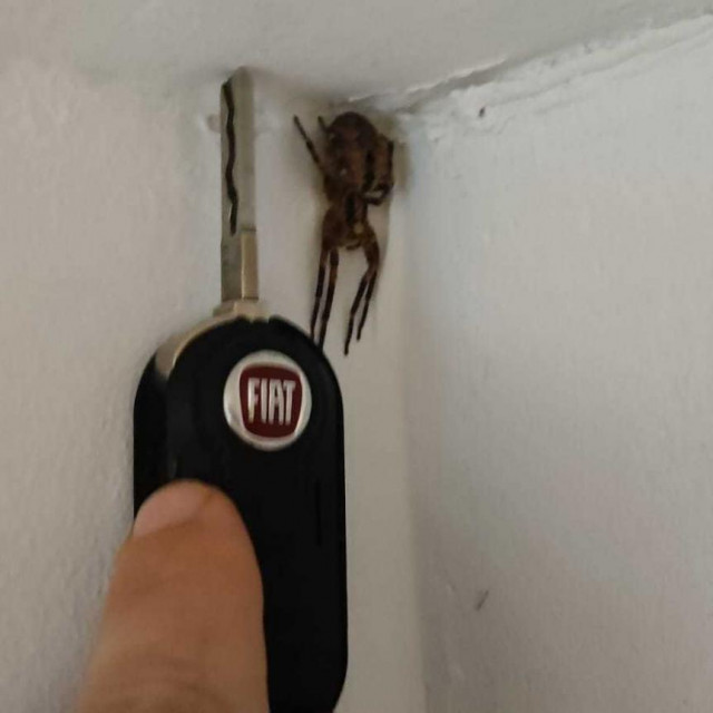 Vučji pauk zbog kojeg je žena zvala Dumovec