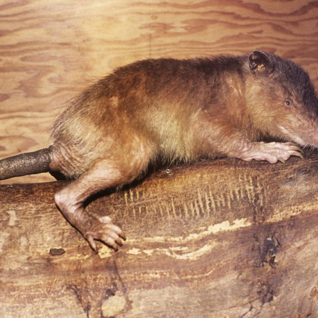 Solenodon