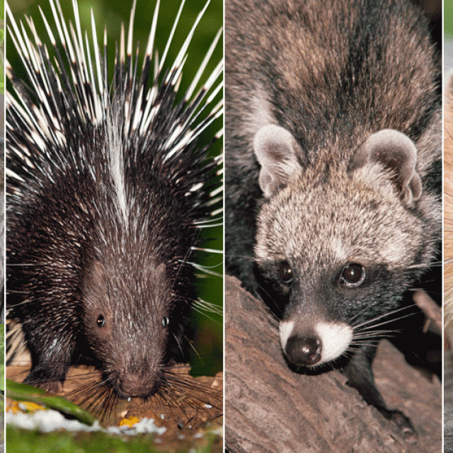 Kunopas, malajski dikobraz, palmina cibetka, bambusov štakor