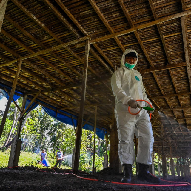 Ptičja gripa (ilustracija)