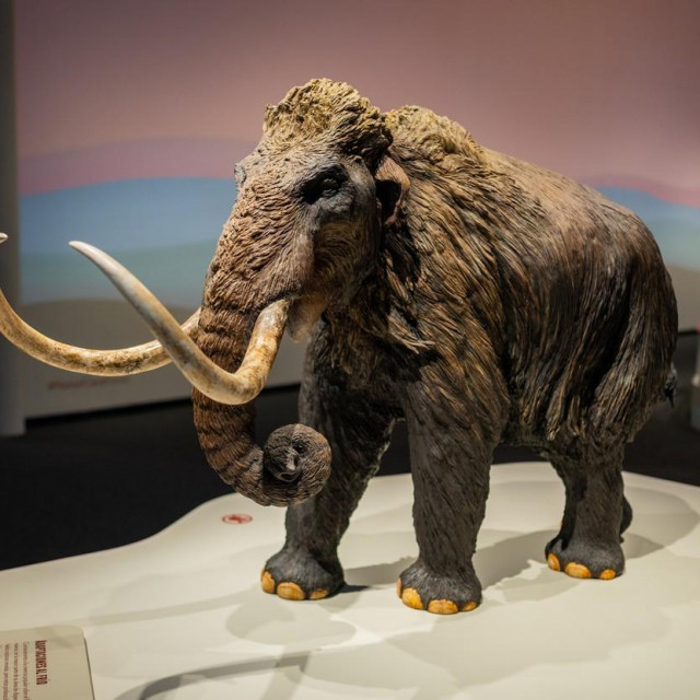 Vunasti mamut