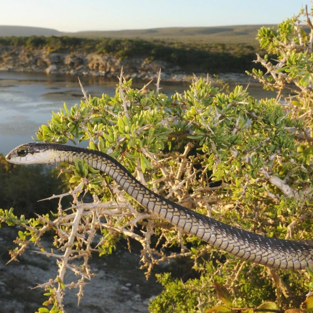 Afrička drvna zmija