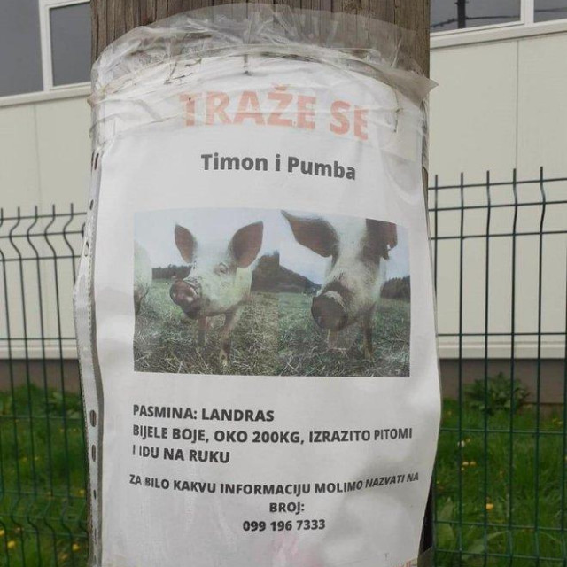 Traže se izgubljeni Timon i Pumba