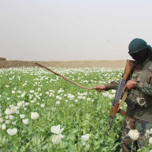 Polje maka u Afganistanu