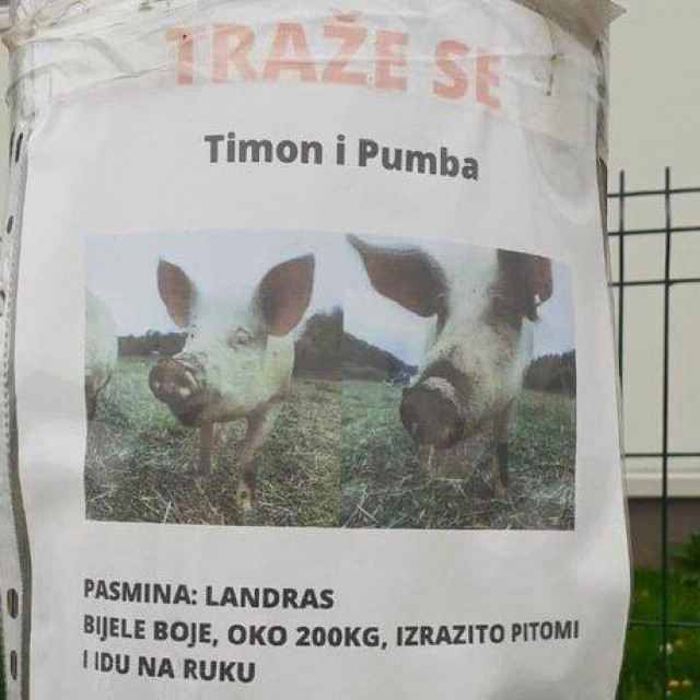 Oglas putem kojeg se traže izgubljeni Timon i Pumba
