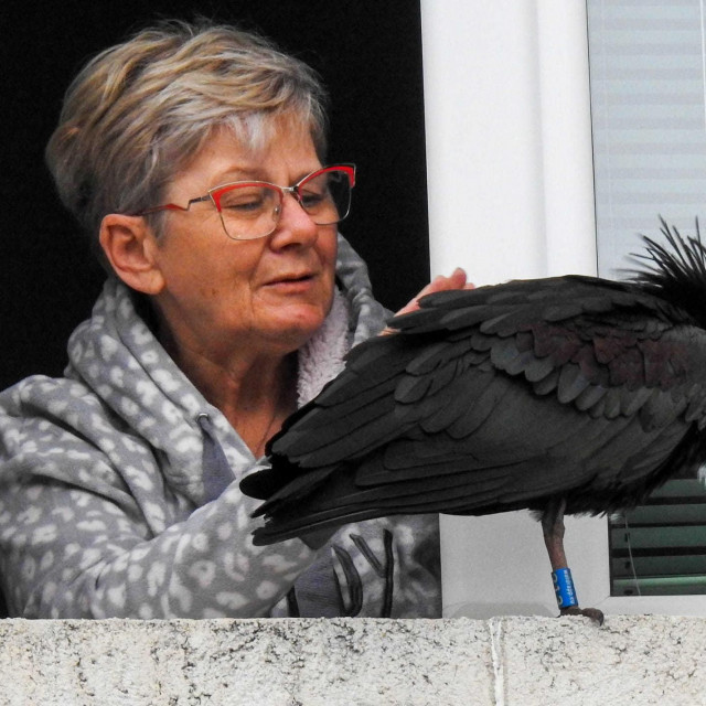 Ćelavi Ibis