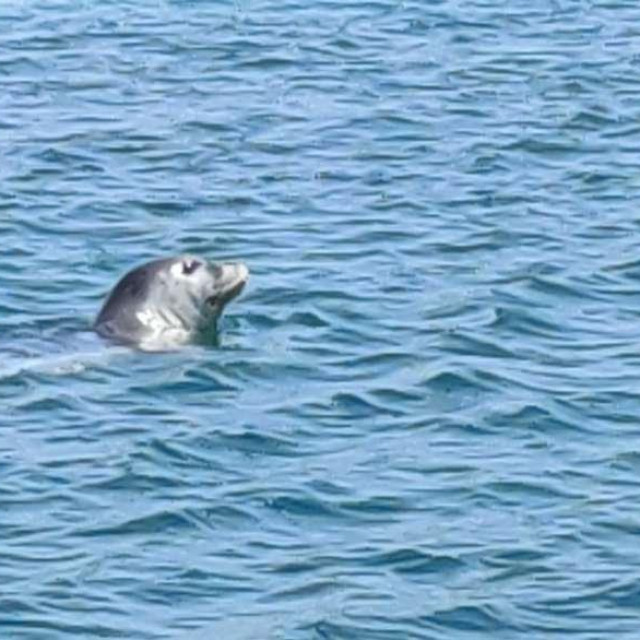 Sredozemna medvjedica, ilustracija