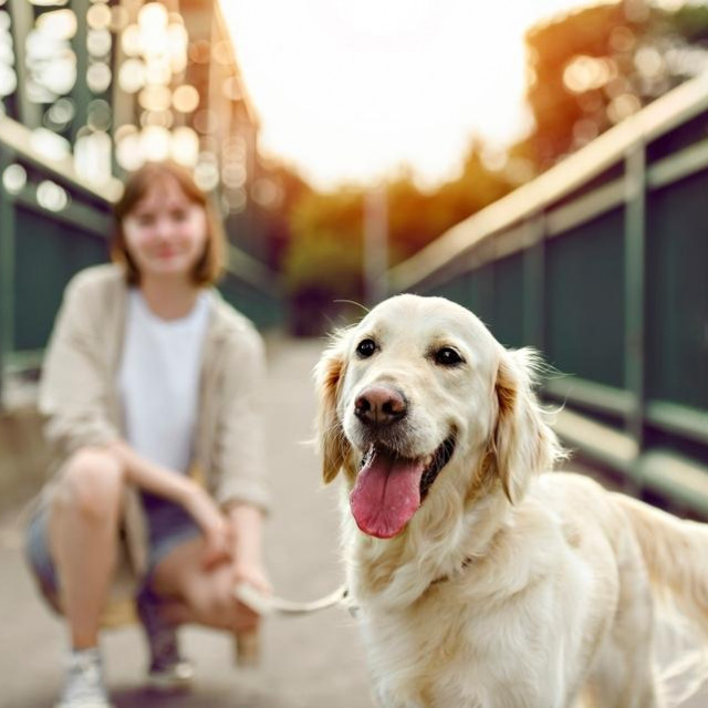A Portrait of teenage girl petting golden retriever outside in sunset