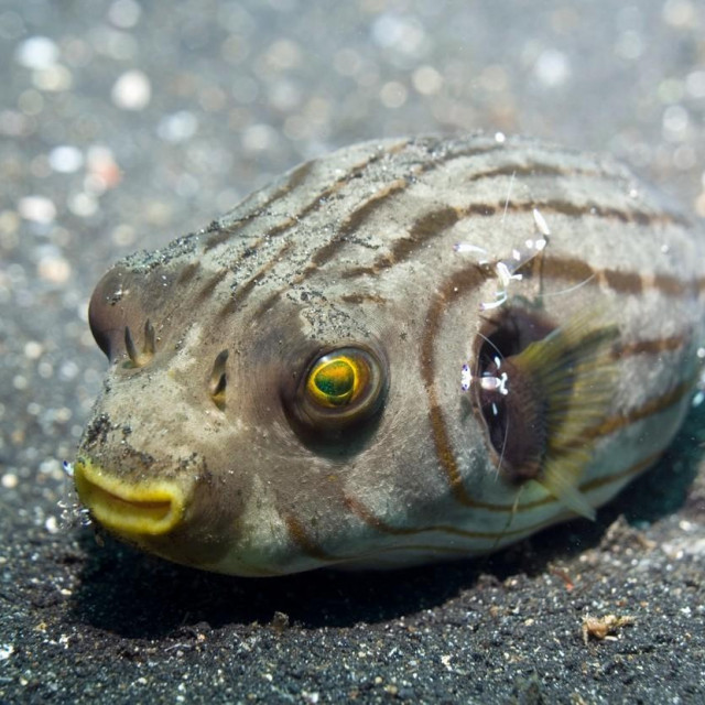 Napuhača, ilustracija