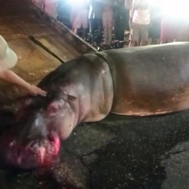 Stradali nilski konj