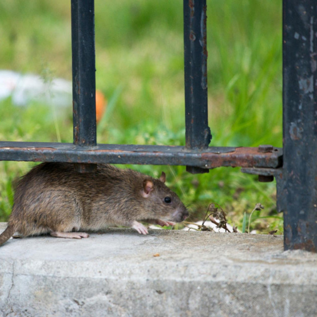 Štakor u New Yorku
