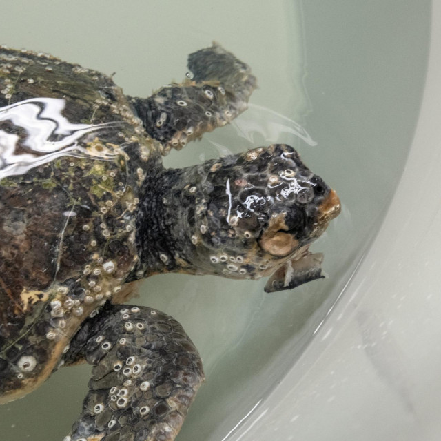 Kornjača Jerry je nakon terapije puno aktivnija