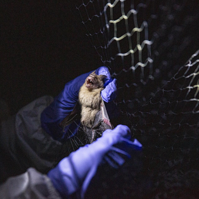 Znanstvenik držii šišmiša u spilji na Tajlandu