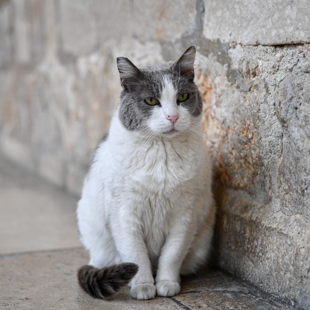 Dubrovnik, 280322.
Dubrovacka sedamnaestogodisnja macka Anastazija, koja je delozirana iz Knezeva dvora odlukom Dubrovackih muzeja, jutros je opet dobila svoju kucu na istom mjestu, ali puno ljepsu, s motivima Knezeva dvora.