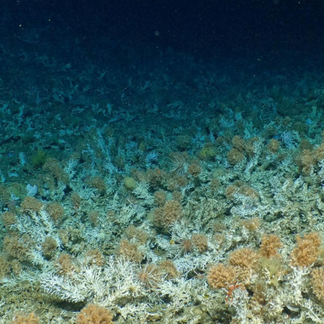 Handout picture released on January 17, 2023, by the Charles Darwin Foundation, showing a pristine deep-sea coral reef found by scientists within the Galapagos Marine Reserve (GMR) inside the marine protected area (MPA) in the central part of the Galapagos archipielago, Ecuador. - A pristine coral reef was discovered between 400 and 600 metres deep in the marine reserve of Ecuador‘s Galapagos archipelago, which is ”exceptional” for that area, the Galapagos National Park (GNP) said on Monday. (Photo by Handout/Charles Darwin Foundation/AFP)/RESTRICTED TO EDITORIAL USE - MANDATORY CREDIT ”AFP PHOTO/Charles Darwin Foundation” - NO MARKETING - NO ADVERTISING CAMPAIGNS - DISTRIBUTED AS A SERVICE TO CLIENTS