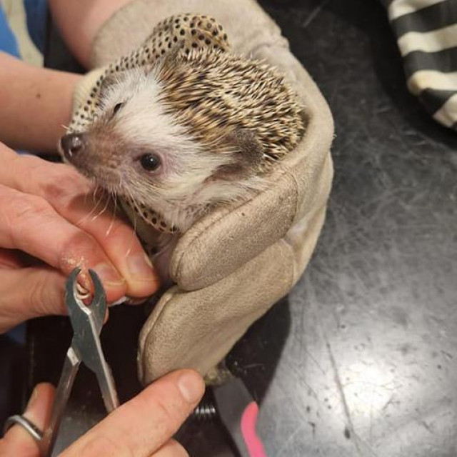 Afrički jež na pregledu 