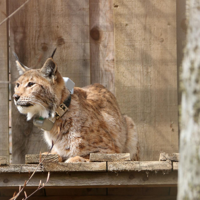 Ris Sneška prije puštanja u Sloveniji 