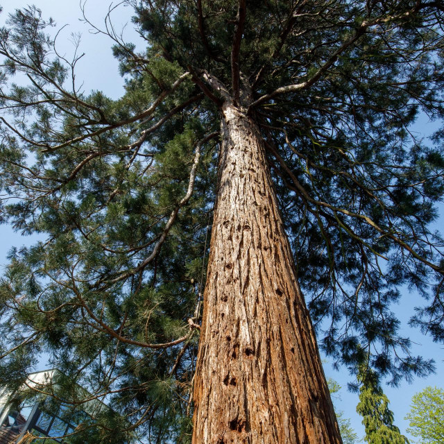 EPIcentar Sequoia, stablo sekvoje