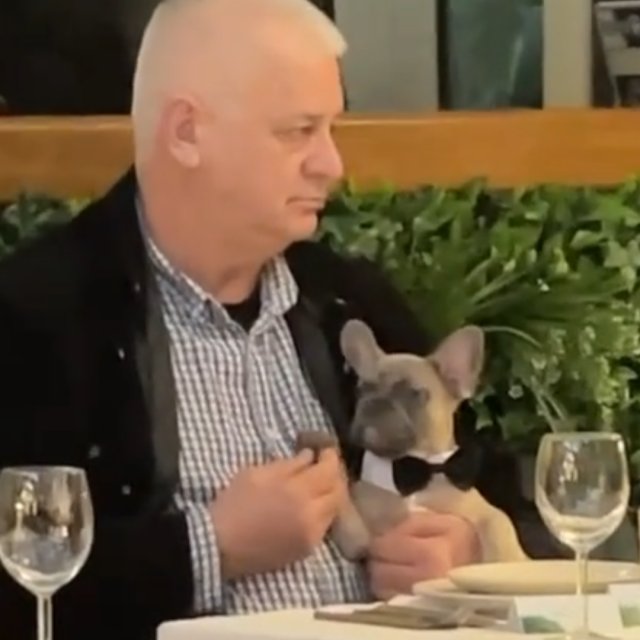Pas Mogli u restoranu