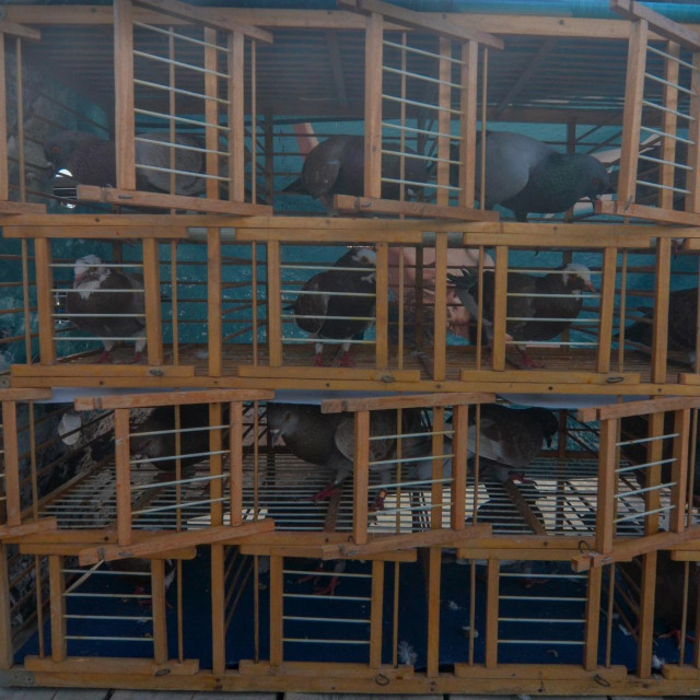 Ilustrativna fotografija, trkaći golubovi