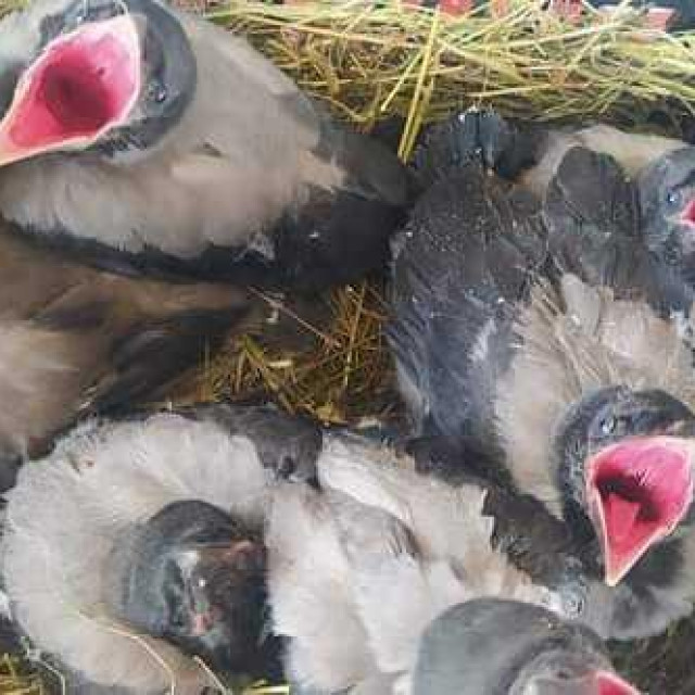 Malene vrane iz Zaboka