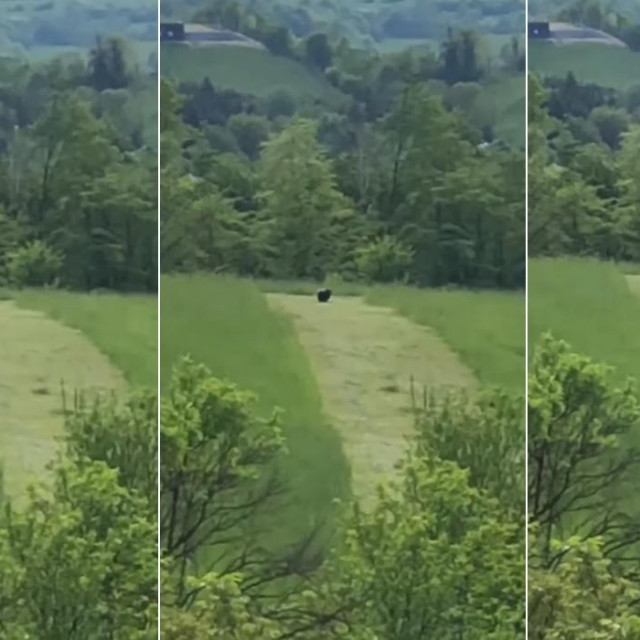 Tajanstvena životinja u Kladju