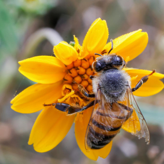 Afrička medonosna pčela