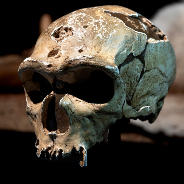 Lubanja neandertalca, ilustrativna fotografija