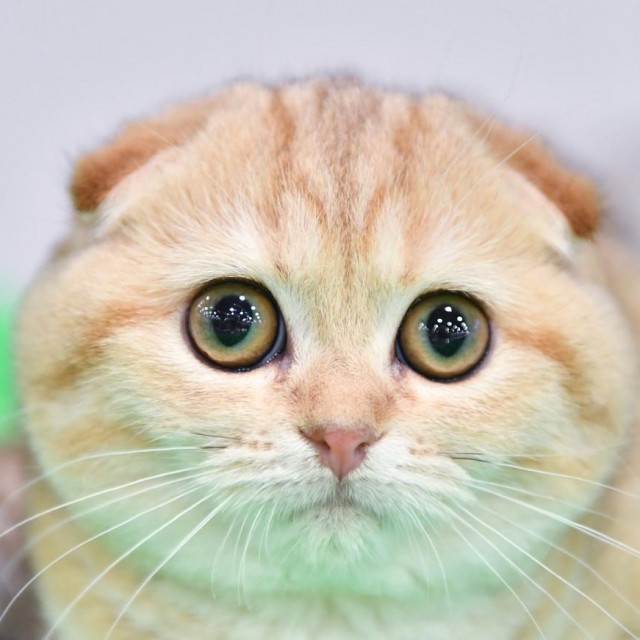 Scottish Fold 