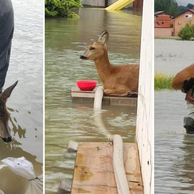 Spašena srna i mladi vatrogasac