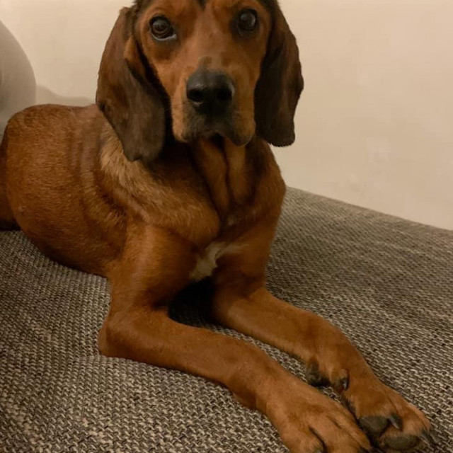 Jedna od bivših štićenica udruge Lajka