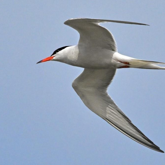 Crvenokljuna čigra (arhiva)