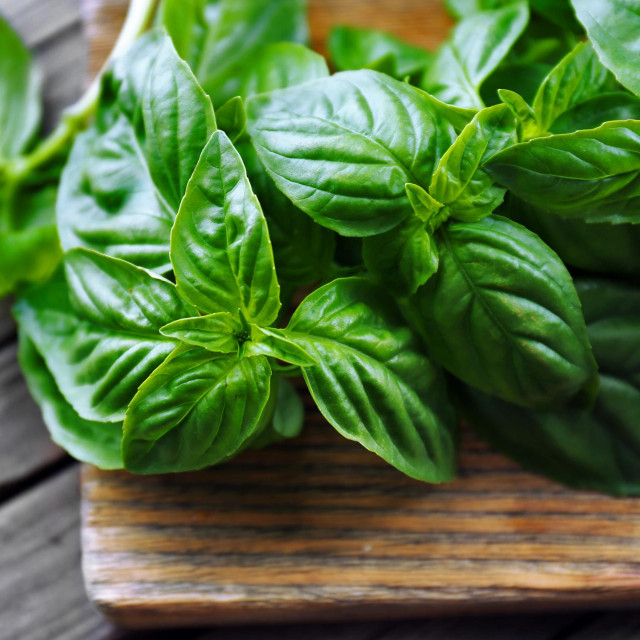 Green fresh basil on wooden background