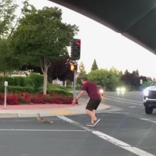 Muškarac pomaže prijeći cestu obitelji pataka