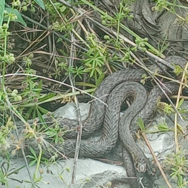 Zmija u Vukovarskoj ulici