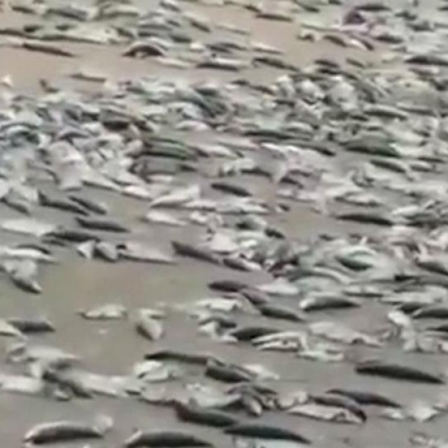 Prizor trule ribe na obalama Gambija