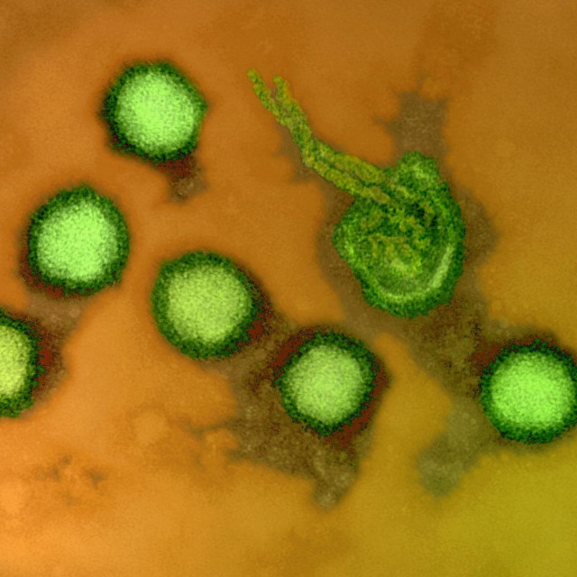 Virus doline Rift
