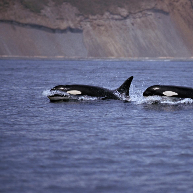 Ilustrativna fotografija kitova ubojica