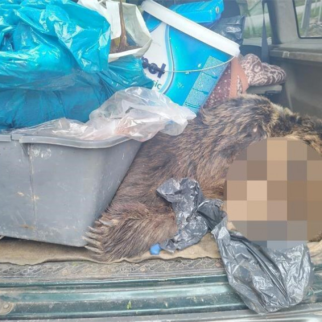 Ustrijeljeni medvjed u prtljažniku