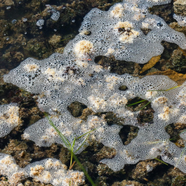 laguna Šćuza