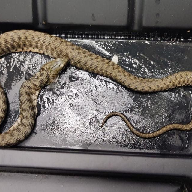 Smukulja u trenutku kad su po nju došli hvatači Dumovca