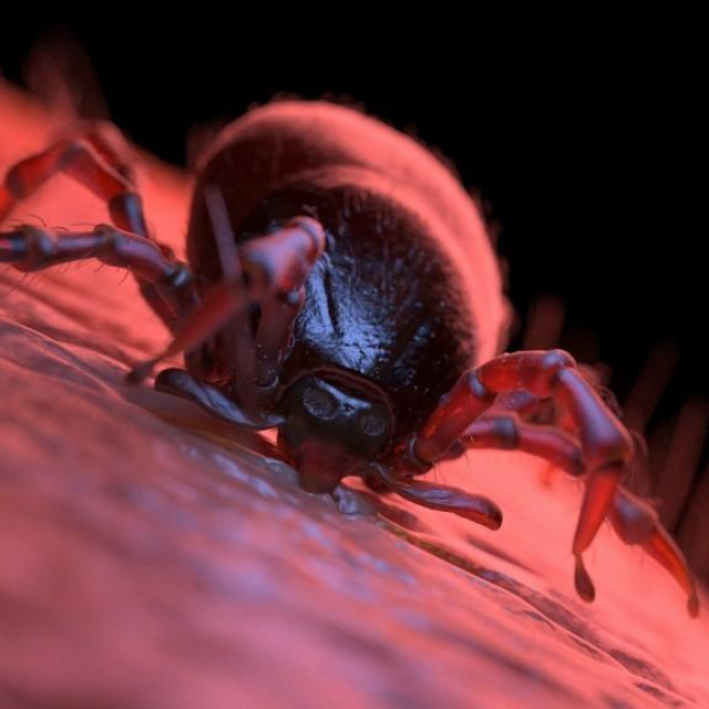 Ilustracija (ubod krpelja)