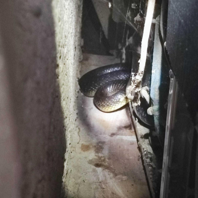 Zmije, intervencija azila Dumovec